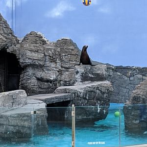 Sea lion show  (2019)