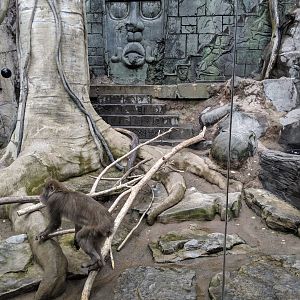 Japanese snow monkeys  (2019)