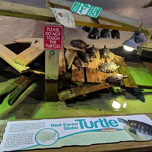 Red-eared Slider tank (2019)