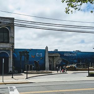 Aquarium from the outside (2019)
