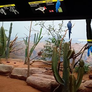 Aviary Lear's macaw and Red-cowled cardinal