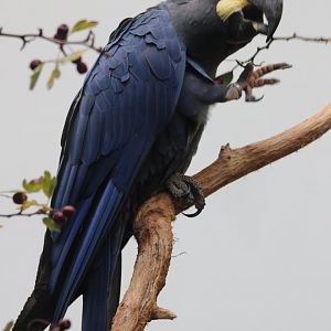 Lear's macaw