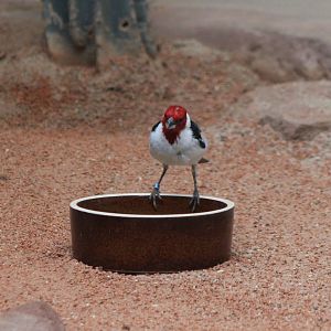 Red-cowled cardinal