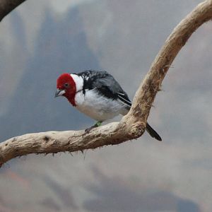 Red-cowled cardinal