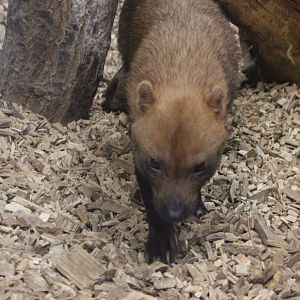 Bush dog