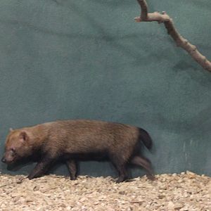 Bush dog