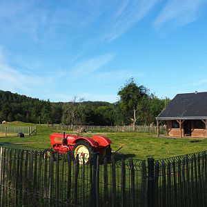 Domestic sheep and Domestic goat paddock, 2021-08-15