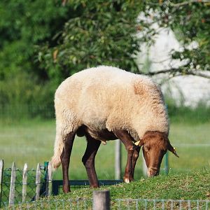 Ardennes voskop sheep (Ovis aries), 2021-08-15