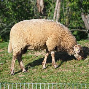 Ardennes voskop sheep (Ovis aries), 2021-08-15