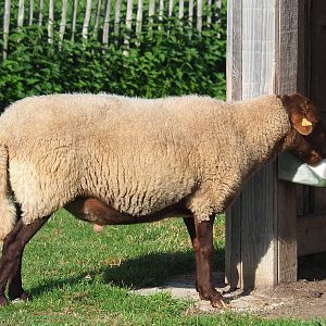 Ardennes voskop sheep (Ovis aries), 2021-08-15