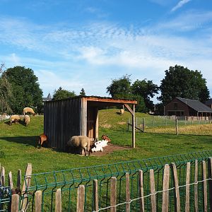 Domestic sheep and Domestic goat paddock, 2021-08-15