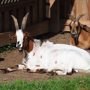 Domestic goat (Capra hircus), 2021-08-15