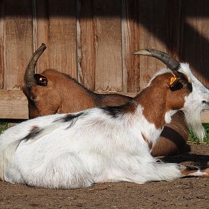 Domestic goats (Capra hircus), 2021-08-15