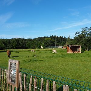 Domestic donkey paddock, 2021-08-15