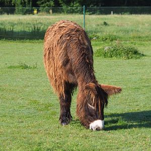Poitou donkey (Equus africanus asinus), 2021-08-15