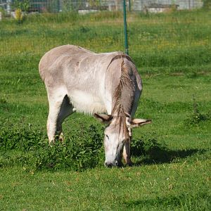 Domestic donkey (Equus africanus asinus), 2021-08-15