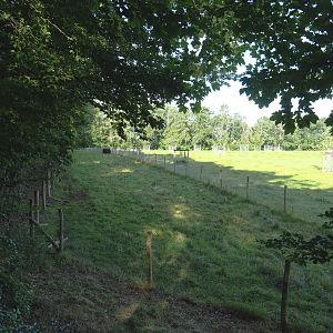 Scottish Highland cattle separation paddock, 2021-08-15