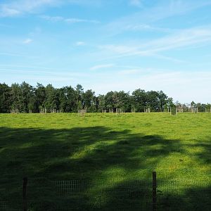 Scottish Higland cattle paddock, 2021-08-15