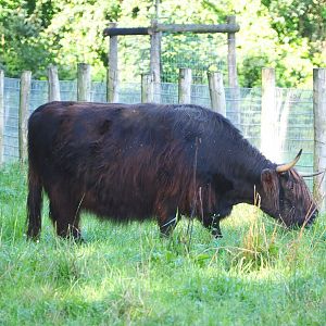 Black Scottish Highland cattle (Bos taurus), 2021-08-15