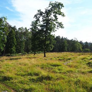 Eurasian forest reindeer paddock, 2021-08-15