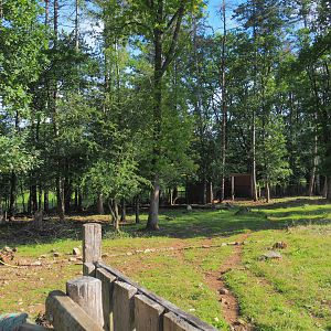 Eurasian forest reindeer paddock, 2021-08-15