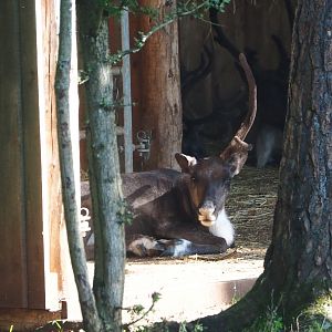 Eurasian forest reindeer (Rangifer tarandus fennicus), 2021-08-15