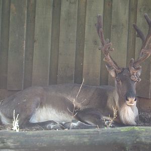 Eurasian forest reindeer (Rangifer tarandus fennicus), 2021-08-15