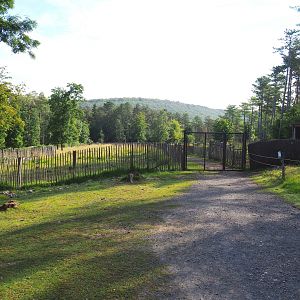 Walkway between Eurasian forest reindeer paddocks, 2021-08-15