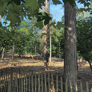 Central European wild boar paddock, 2021-08-15