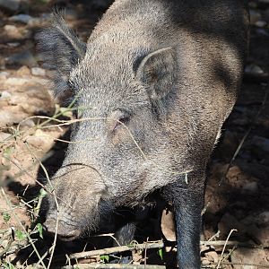 Central European wild boar (Sus scrofa scrofa), 2021-08-15