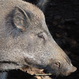 Central European wild boar (Sus scrofa scrofa), 2021-08-15