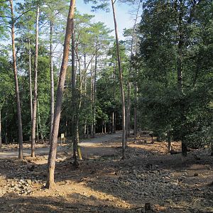 Central European wild boar paddock, 2021-08-15