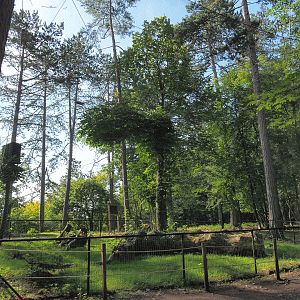 Eurasian great grey owl aviary, 2021-08-15