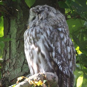 Eurasian great grey owl (Strix nebulosa lapponica), 2021-08-15
