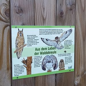 Info-sign Long-eared owl