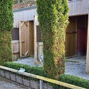 Birds of prey on block perches