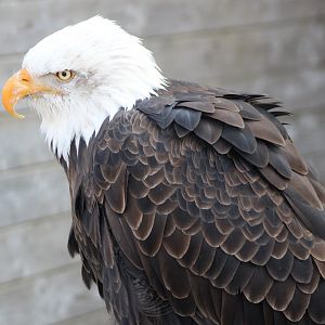 Bald eagle