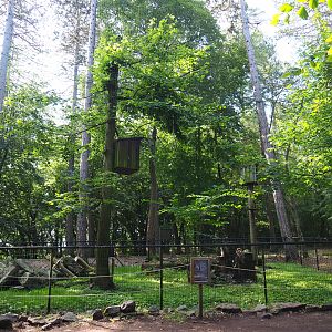 Eurasian eagle owl aviary, 2021-08-15