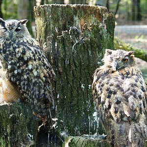 European eagle owls (Bubo bubo bubo), 2021-08-15