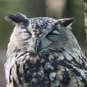 European eagle owl (Bubo bubo bubo), 2021-08-15