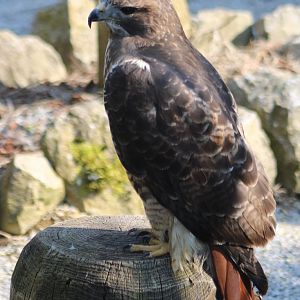 Red-tailed hawk