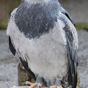 Black-chested buzzard-eagle