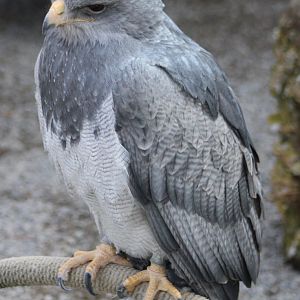 Black-chested buzzard-eagle