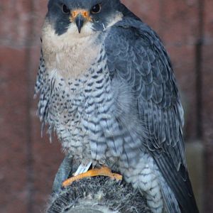 Peregrine falcon