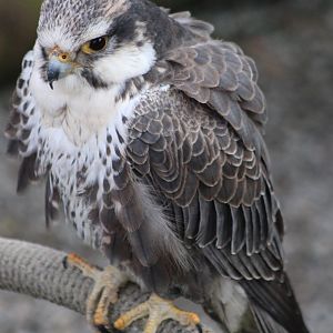 Laggar falcon