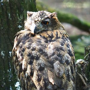 European eagle owl (Bubo bubo bubo), 2021-08-15