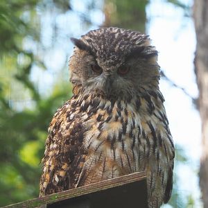 European eagle owl (Bubo bubo bubo), 2021-08-15