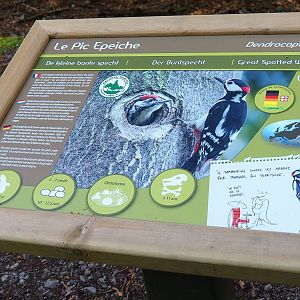 Native wildlife in the park signage - Great spotted woodpecker, 2021-08-15