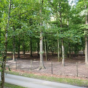 Eurasian forest reindeer paddock, 2021-08-15