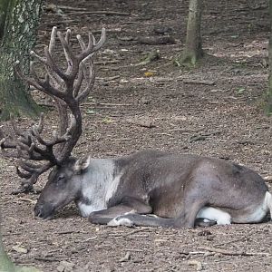 Eurasian forest reindeer (Rangifer tarandus fennicus), 2021-08-15